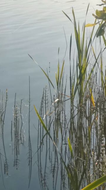 рыбалка на поплавок. поклевки нет, просто красиво #рыб? смотреть онлайн