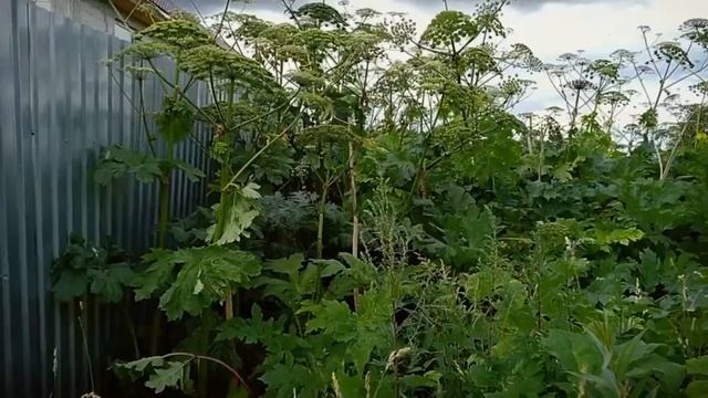 САО, ВЕО и "опасный зверь".. Монар, Макс и борщевик. смотреть онлайн