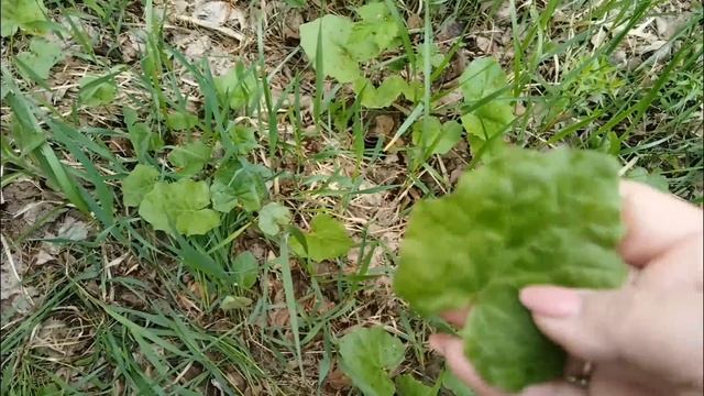 Сбор лесных трав весной. И для лечения, и для чая. Мать-и-мачеха, лесная клубника #лечебныерастения