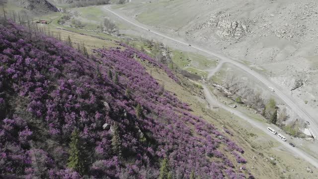 Республика Алтай и Монголия 2025