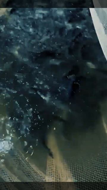 В рыболовный клуб ФИШКА БЕРЕГ сегодня 19.10.22 приехала о?