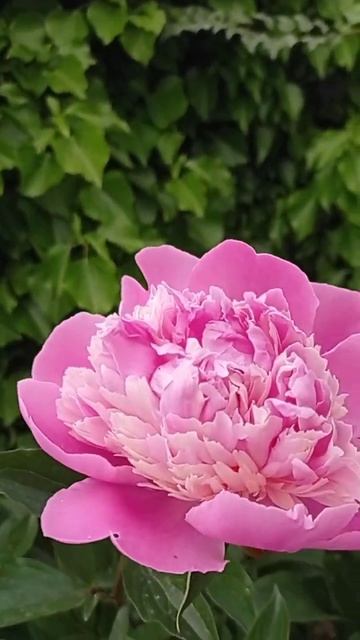 Жизнь без прикрас#Shorts#пионы#розовые# 23.05.2023г. смотреть онлайн