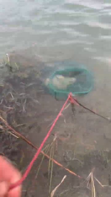 Рыбалка в октябре ловим на жмых #fishing #рыбалкавофранци? смотреть онлайн