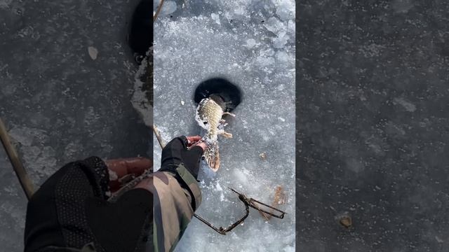 Рыбалка Харьковская область 2025г #fishing #рыбалканаозере смотреть онлайн