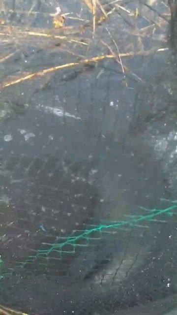 неплохой улов в китайскую вершу