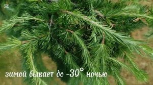 Лиственница европейская Пендула на штамбе. #лиственни