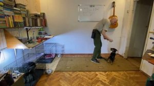 Дрессировка ягдтерьера Рады. 2 месяц. 1 день. 4 урок. Ган?