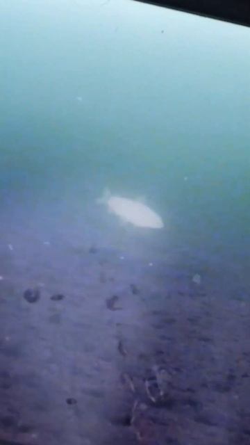 🐟 Зимняя рыбалка на Ямале. Первый лед #крайнийсевер #я