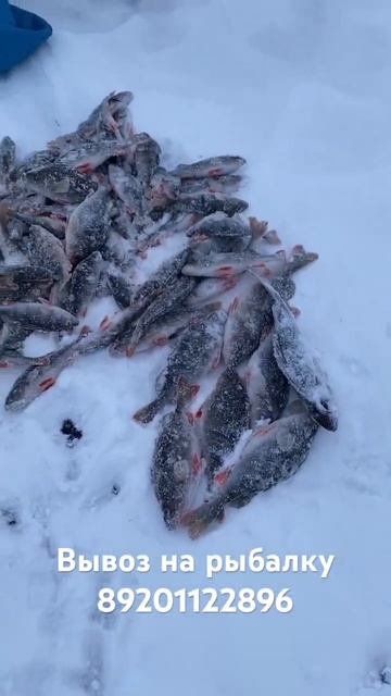 Рыбалка на Рыбинском водохранилище. Зима (2023-2024)