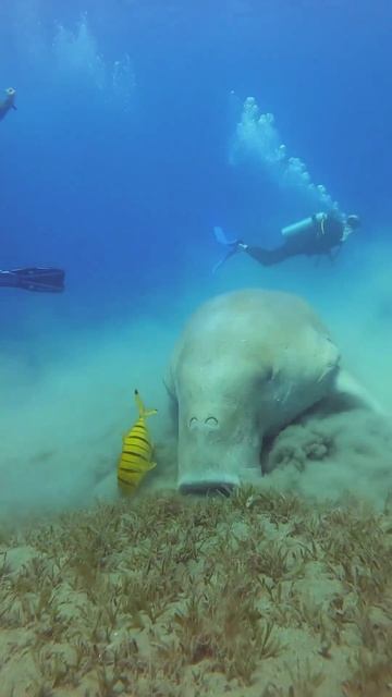 Обед с дюгонем смотреть онлайн