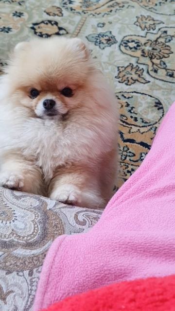 Шпиц зовет на прогулку..#shorts#Cute#Pomeranian#шпиц #боня#милота смотреть онлайн