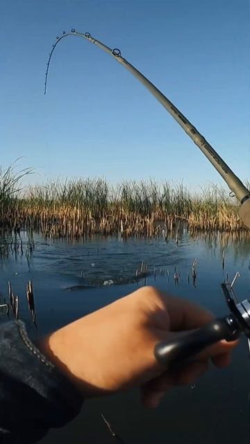 Щука на Malas🎣 #fishing #рыбалка #luckycraft #savagegear #щука #pikefishing #pi смотреть онлайн