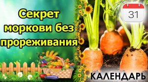 Когда сажать морковь и свеклу в мае 2025: лучшие дни лунного календаря для посадки