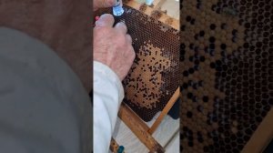 Пересадка личинок пчел для получения маток