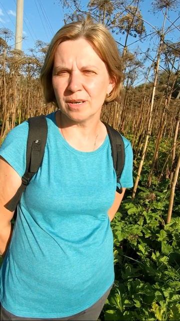 Заросли борщевика #природа #растения #shorts смотреть онлайн