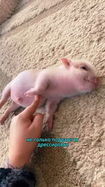 Интересный факт #мини #свинка #животное #дом смотреть онлайн