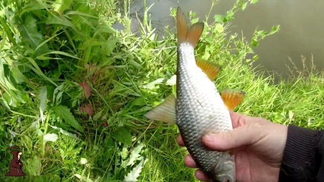 Заброшенное место на реке Сок Самарская область огромная плотва и золотой карась смотреть онлайн