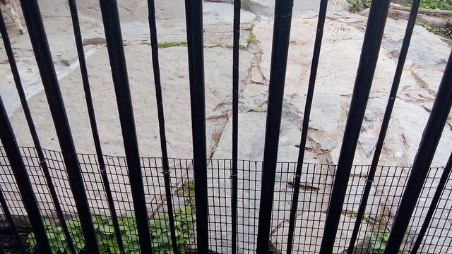 Московский зоопарк. Винторогий козёл.