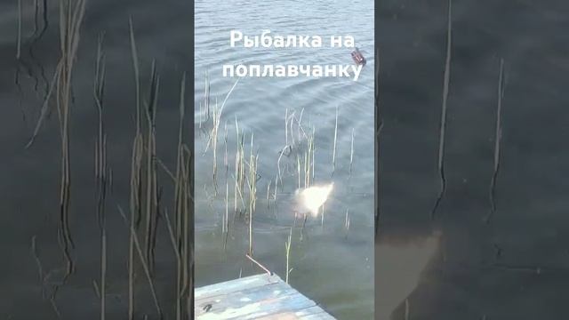 Любимая рыбалка Коржа на поплавчанку под камышем #кор?
