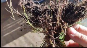 Пересадка папоротника. Важная информация про корневи?