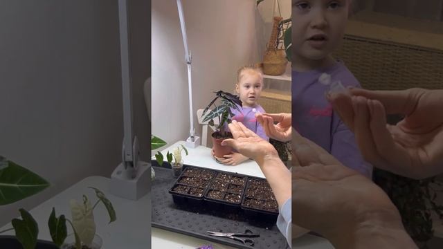 Пересадка Алоказии☘️Семена петунии. смотреть онлайн