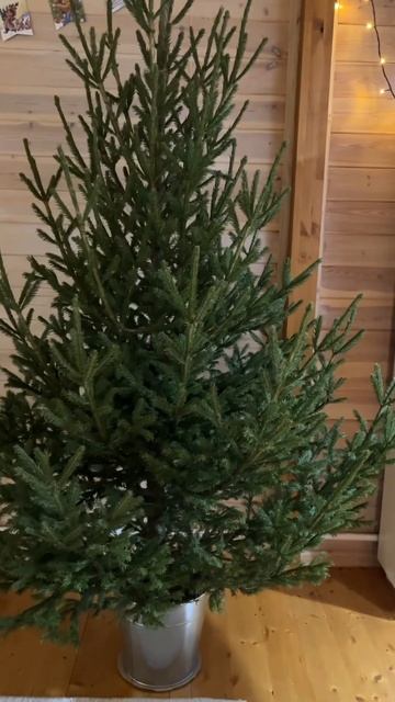 Первый раз поставили живую ель в доме🌲#украшениедома смотреть онлайн