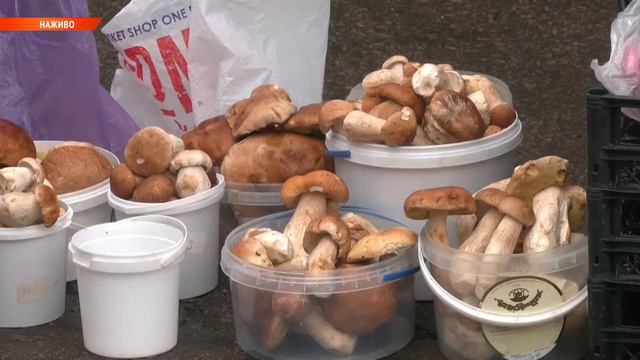 Новини Рівного та області за 06 серпня. Прямий ефір смотреть онлайн