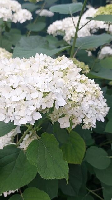 Гортензия древовидная смотреть онлайн