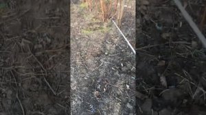 Малина маравилла( делаем обработку )