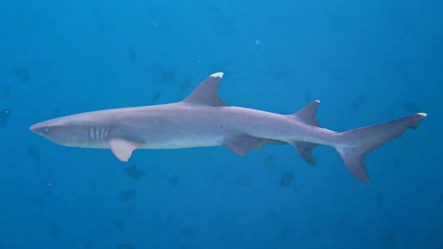 Акулы для детей | морские обитатели | учим рыб | развивающее видео / животные