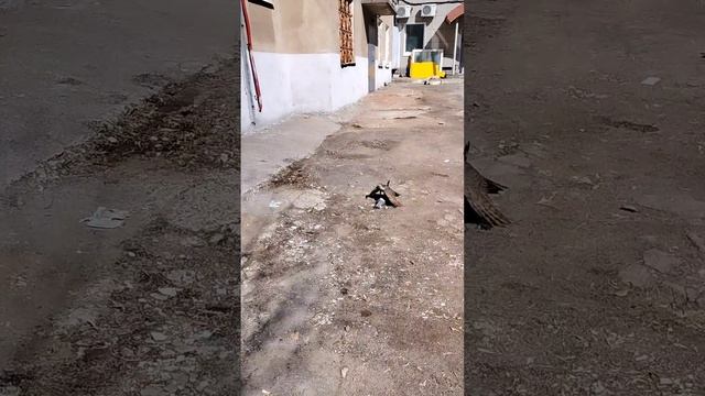 Это надо срочно смотреть Так может быть😱😱😱😱 смотреть онлайн