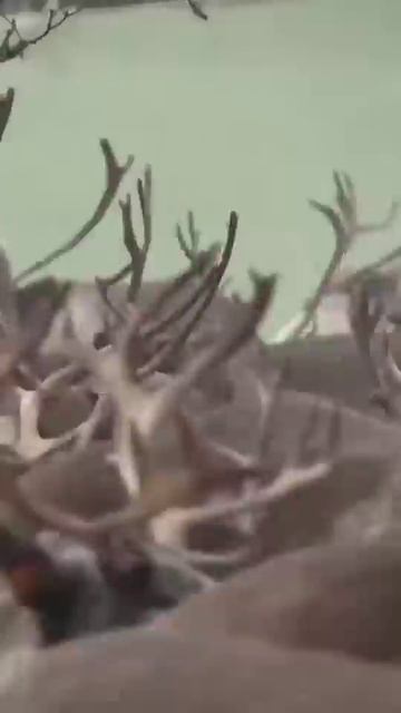 Почему олени кружатся? #ямал #рыба #чум #рыбалка #тундра