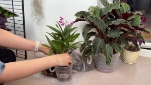 Пересадка голландского дендробиума Берри Ода. Во что ?