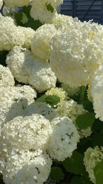 #annabelle #hydrangea#гортензия#garden#гортензія#flowers #park#jardin#shorts#ア? смотреть онлайн