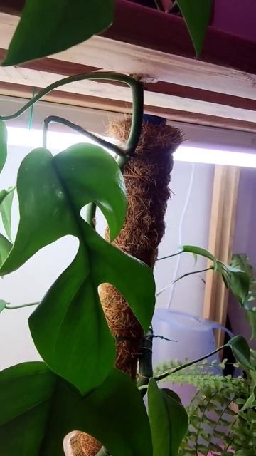 😂Хитрый какой🌱💚 #plants #растения #flowers #домашниерасте? смотреть онлайн