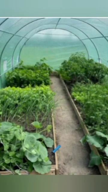 Плівка теплична ширина 3 м х 8 м Bass Polska #дім #дом #дача  #у смотреть онлайн