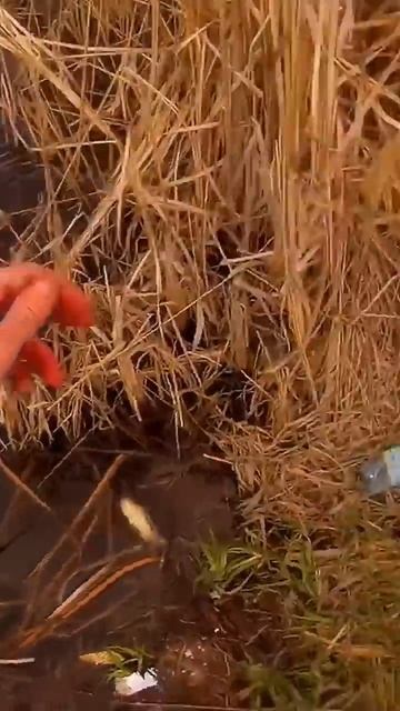 #рыбалка#fishing#карася#удочка# смотреть онлайн