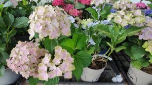 Гортензии серия Рембрандт🌸13.07.2024