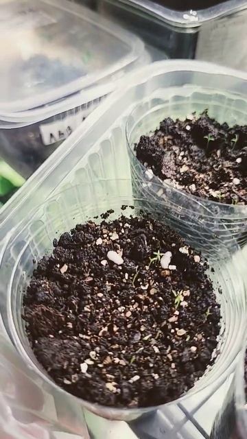 Первые всходы мшанки #садоводство смотреть онлайн