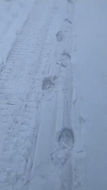 Одна история потерянной сумки) Казахстан 🇰🇿 09 #хищни смотреть онлайн