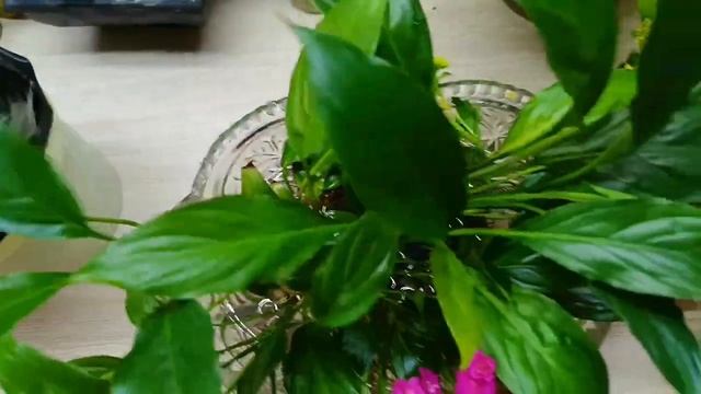 5 комнатных цветов растущие в темноте и в воде