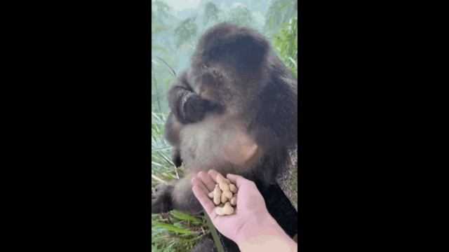 ОБЗОР на STARMAKER STORY