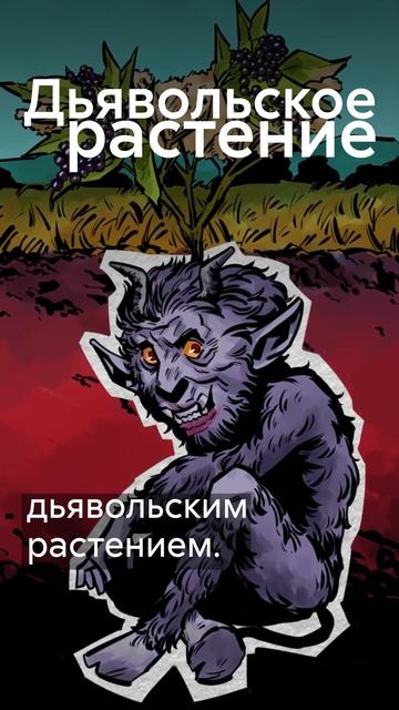 Бузинная палочка родом из славянских мифов? #shorts