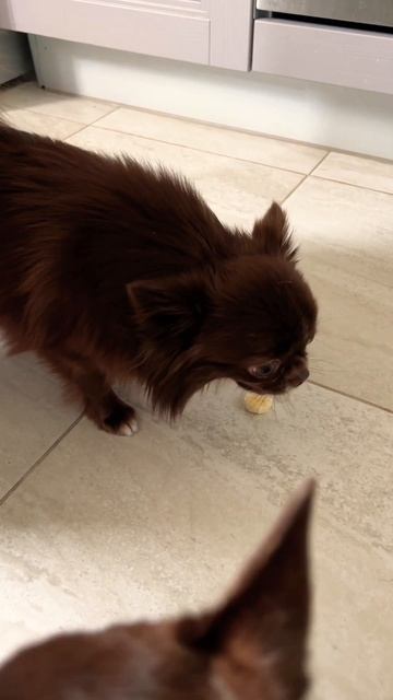 Чихуахуа Ньют ест банан #pets #чихуахуа #собака #рекоменд смотреть онлайн