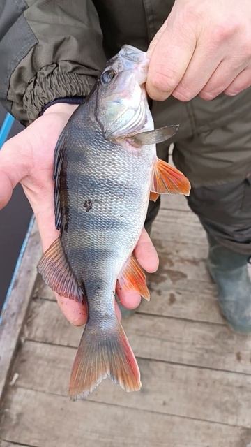 Рыбалка на спиннинг Поймали крупного окуня. #fishing #shortvid смотреть онлайн