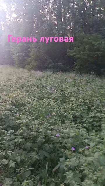 Герань луговая смотреть онлайн