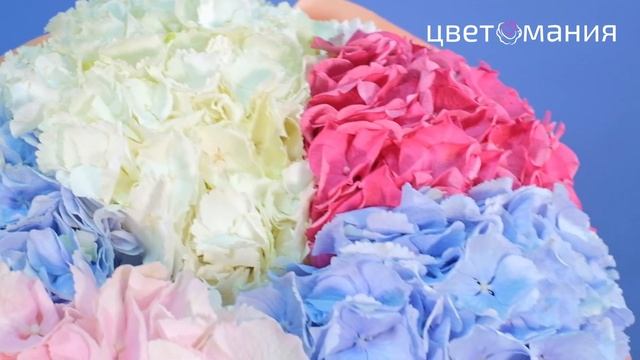Букет из 5 гортензий микс