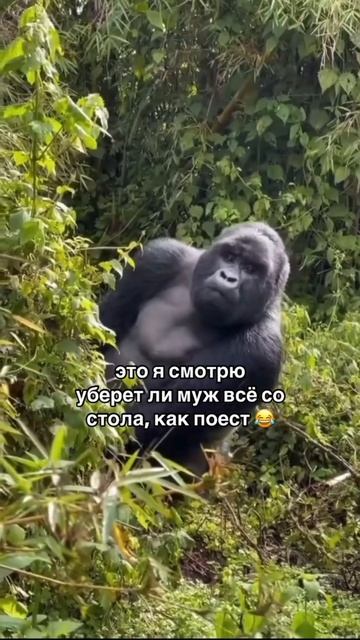 Жена в засаде смотреть онлайн