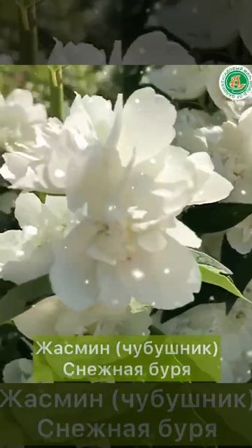 Саженцы ЖАСМИНА Снежная Буря. ЗКС!!! смотреть онлайн