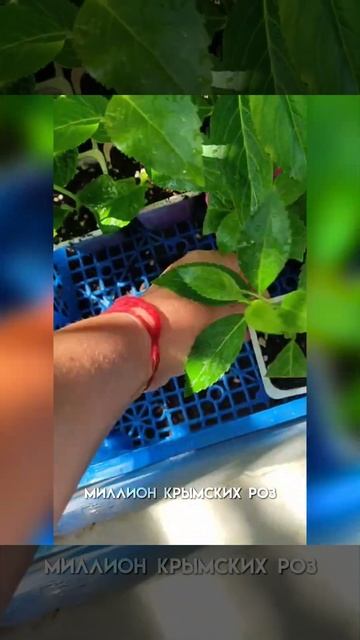 Гортензия крупнолистная Кинг Георг.Заказ https://vk.com/market- смотреть онлайн